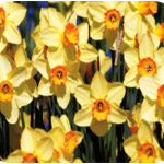 daffodil-150x150