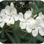 white_oleander-150x150